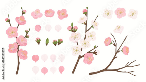 Cherry Blossom Pink Flowers Set: Spring Sakura Twigs, Petals, Buds, and Bloom Elements Illustration