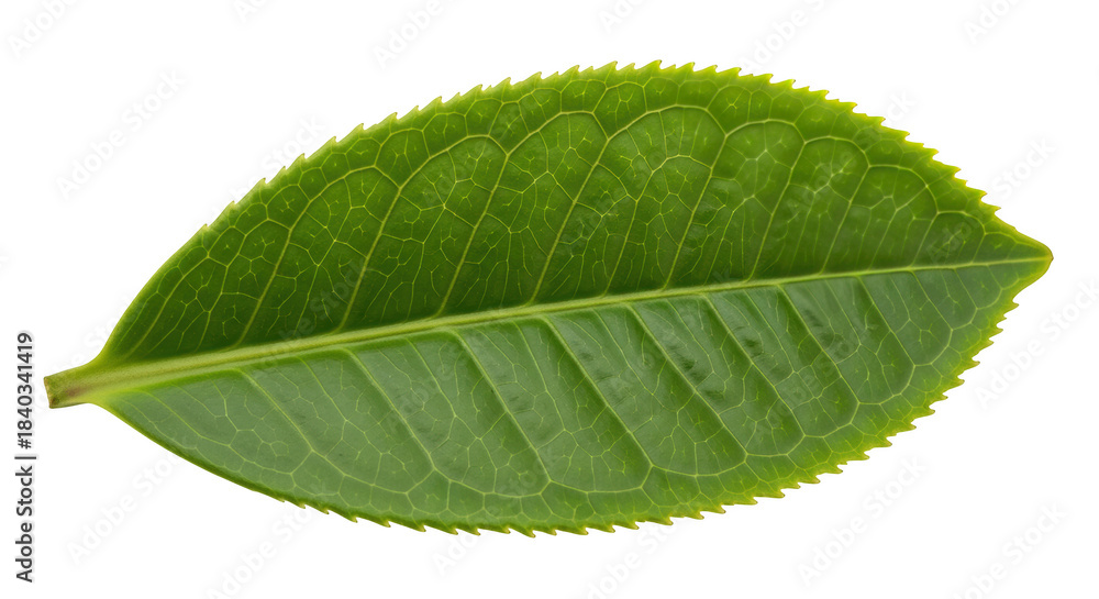 Obraz premium Single green tea leaf with serrated edges on black