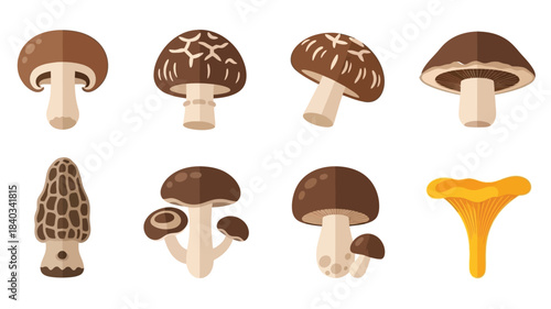 A colorful illustration showcasing a diverse collection of different mushroom varieties and shapes