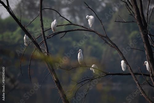 A small flock of majestic white egrets perched on the dark, bare, crisscrossing branches of a dead tree. The soft, blurred background of green and golden foliage. 