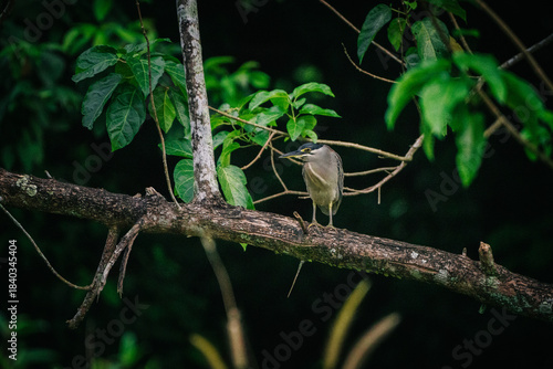 A little heron perched on a branch in a dark forest, surrounded by lush green foliage. The bird is facing the viewer, with a focused expression.