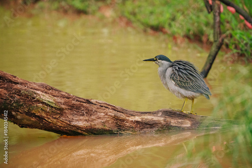 A grey little heron stands on a weathered log in a murky, shallow wetland. The bird is alert, looking out over the water. Reflections of the trees and sky are visible in the water.