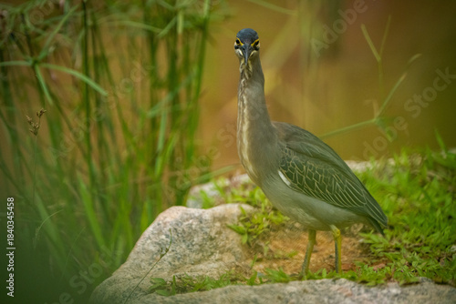 A dark-colored little heron stands on a rocky bank amidst lush greenery. The bird is sharply focused, with a detailed texture, and a shallow depth of field creates a blurred background.