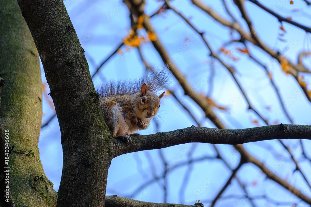 Fototapeta premium Autumn at Parco Sempione, Milan: a squirrel