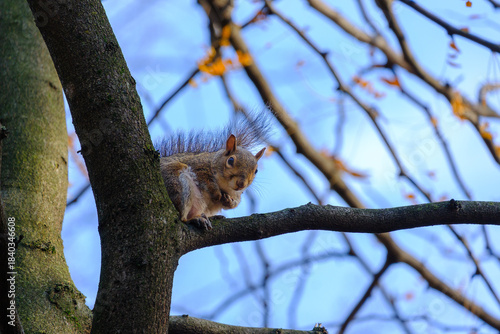 Autumn at Parco Sempione, Milan: a squirrel