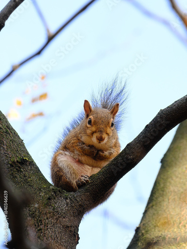 Autumn at Parco Sempione, Milan: a squirrel