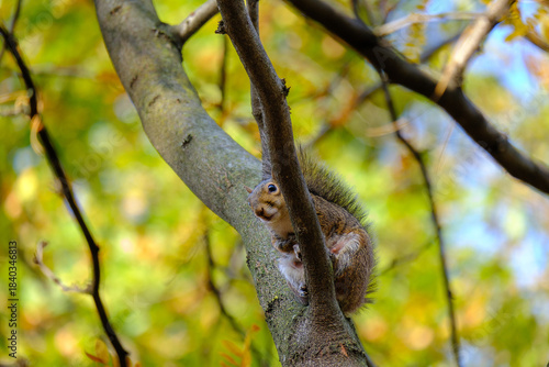 Autumn at Parco Sempione, Milan: a squirrel