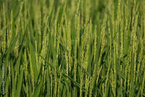 米素材　穂をだした稲