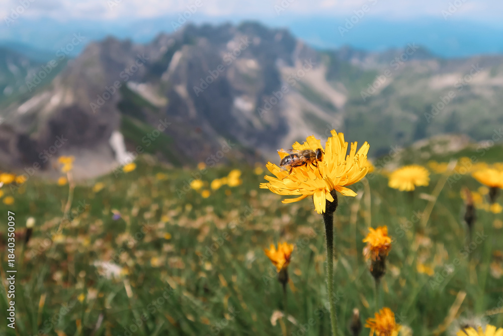 Obraz premium Weitwandern in den Allgäuer Hochalpen