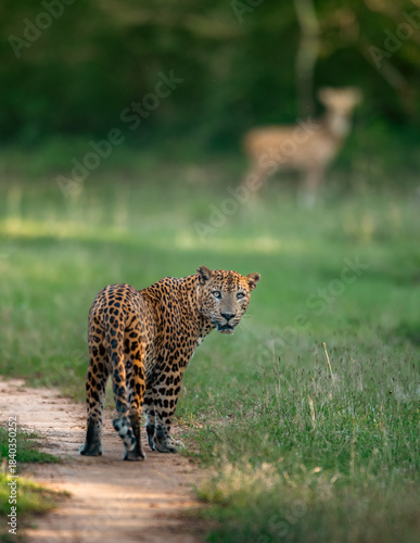 Photos The Sri Lankan leopard - Panthera pardus kotiya at wild