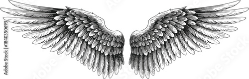 Detailed black and white drawing of majestic, spread eagle or angel wings, symbolizing freedom, power, flight, spirituality, and divine grace for tattoo, decoration, or logo design.