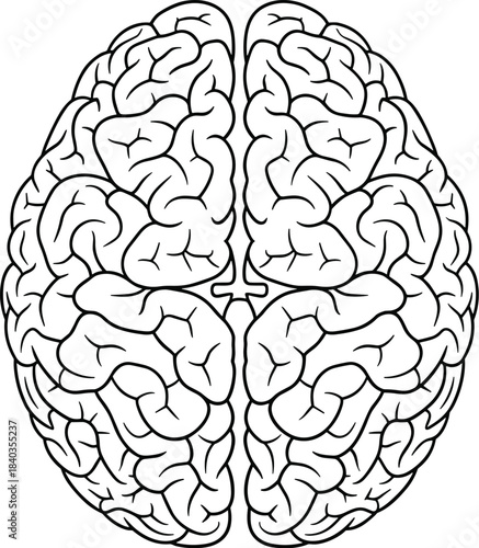 Black and White Human Brain Line Drawing Showing Left and Right Hemispheres with Detailed Gyri and Sulci for Educational Use