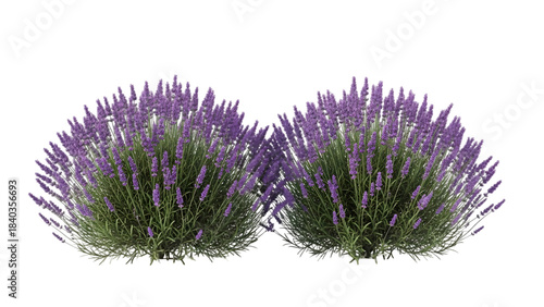 Two lavender sprigs with purple flowers and green stems isolated on transparent background