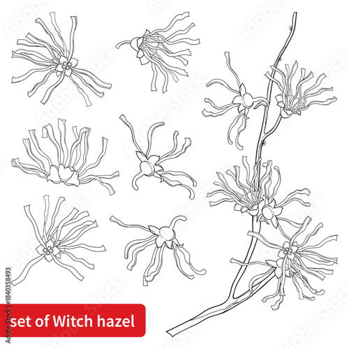 Set with outline bunch of witch hazels or Hamamelis flowers in black isolated on white background.