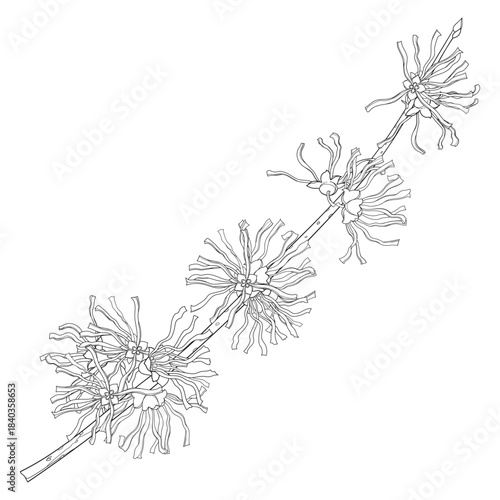 Outline branch of witch hazels or Hamamelis with flowers in black isolated on white background. 