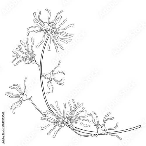 Corner bunch of outline witch hazels or Hamamelis with flowers in black isolated on white background.