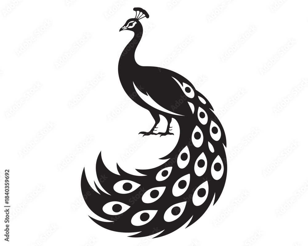 Fototapeta premium Peacock 8.eps