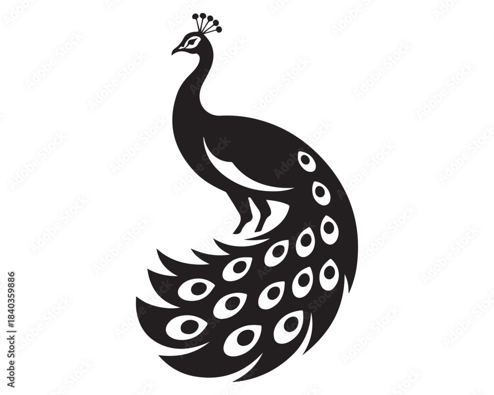 Fototapeta premium peacock isolated on white,peacock vector illustration