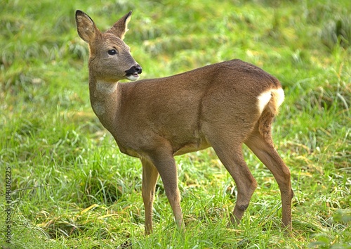 Obraz na płótnie Wild roe deer in a field