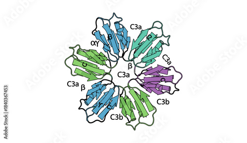 Structure of the C3 Complex Vector (Complement Component) in the Immune System