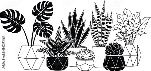 Botanical illustration of various potted indoor plants in a black and white style