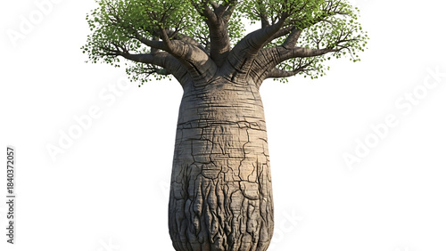 Majestic baobab tree with textured bark against a on transport background