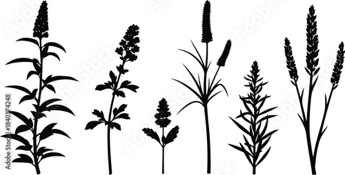 Collection of wild grasses and flowering plants in a simple black silhouette style