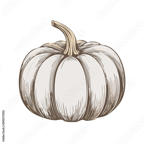 Hand Drawn White Pumpkin Vector Illustration Isolated for Fall Season Thanksgiving