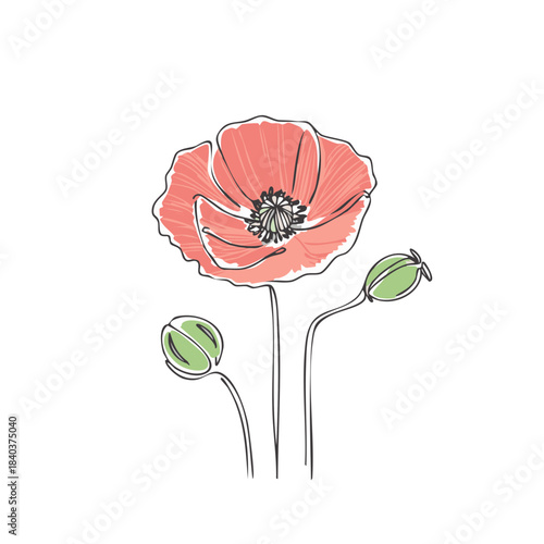 Simple poppy flower line art with unopened buds isolated on white background for botanical sketch
