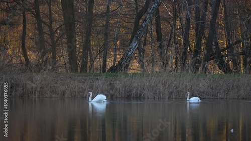 Wallpaper Mural a pair of mute swans on a lake Torontodigital.ca