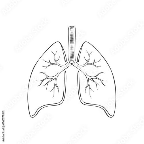 Lung Illustration: Human Respiratory System Anatomy, Line Art Medical Graphic