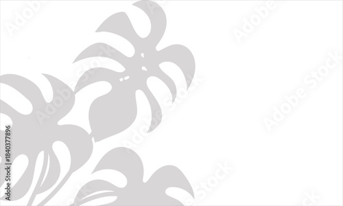 Monstera leaf shadow overlay on white background. Soft blurred shadow of monstera leaves cast on a white background, perfect for natural overlays, modern layouts, and subtle design accents.

