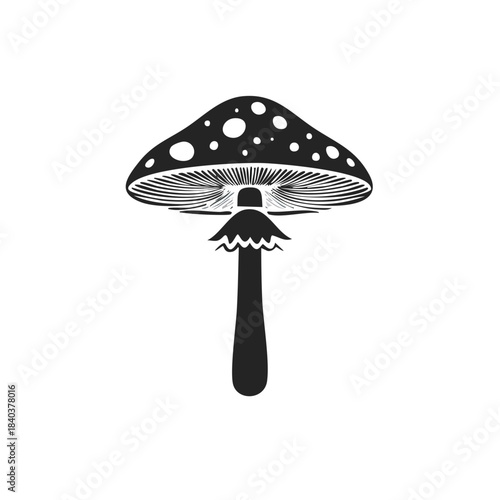 Amanita Muscaria Fungus Illustration Showing Spores and Cap with Spotted Pattern on White