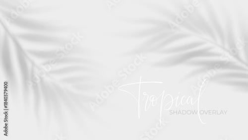 Summer leaf shadows cast by tropical palm branches create elegant overlay effects on white surface, ideal for nature inspired design templates and seasonal backgrounds