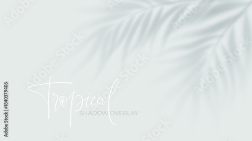 Tropical palm shadow overlay on white background with soft sunlight effect. Realistic leaf silhouette creates natural summer shade for design projects and posters