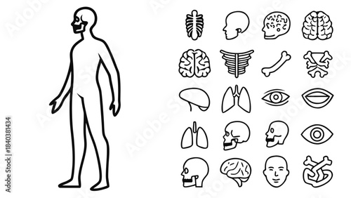 Clean, thin line icons illustrating human anatomy and body parts, essential for medical education, health infographics, and science.