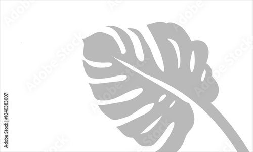 Monstera leaf shadow overlay on white background. Soft blurred shadow of monstera leaves cast on a white background, perfect for natural overlays, modern layouts, and subtle design accents.

