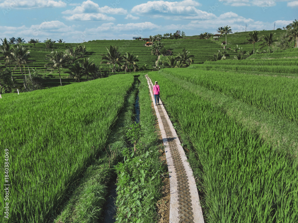 Naklejka premium Woman Walking Along Rice Field Path In Ubud Bali, Aerial View Of Lone Traveler In Pink Dress On Narrow Stone