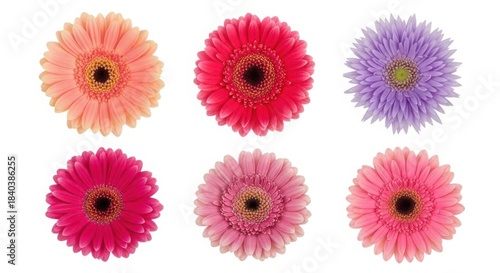 Six colorful gerbera daisies isolated on white background