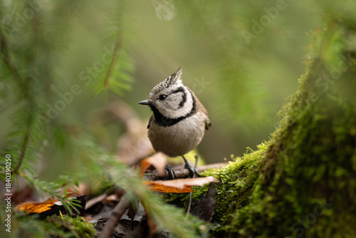 A Eurasian crested tit with distinctive crest and black collar perches on a mossy branch in a forest. The bird is surrounded by green vegetation and appears alert