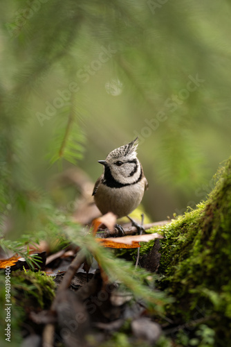 Photography A small Crested Tit sits calmly on a moss covered branch