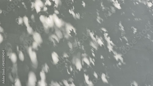 tree foliag shadow on white wall serene calm background