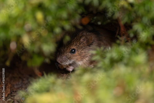 Canvas Print A small brown field mouse emerges from a burrow of dense green moss and appears to be consuming seeds