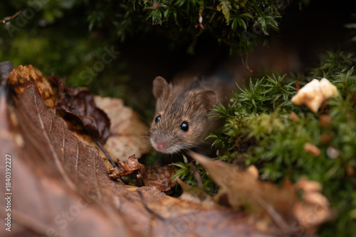 A small, brown wood mouse with big, black eyes looks out from under a patch of green moss and decaying leaves on the forest floor. It seems curious and a bit cautious