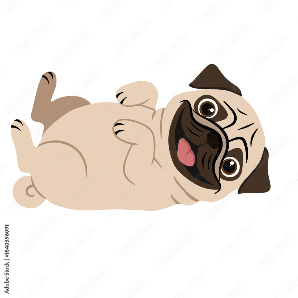 Fototapeta premium Cute cartoon pug dog lying on its back and laughing. Funny vector illustration isolated on white background.