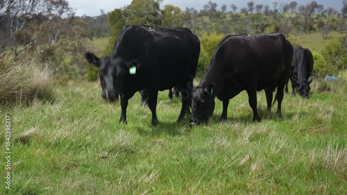 beautiful cattle in Australia  eating grass, grazing on pasture. Herd of cows free range beef being regenerative raised on an agricultural farm. Sustainable farming  on rolling green hills