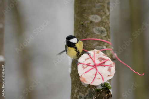 Obraz na plátně A Great Tit sits on a tree trunk in a forest, eating suet