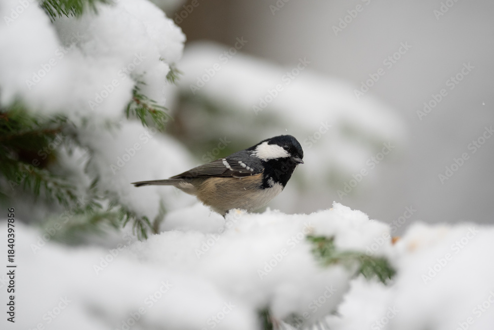 Obraz premium A small Coal Tit bird perches on a snow-covered evergreen branch in a forest. It is winter, and the scene looks cold and peaceful. The bird is facing toward the right