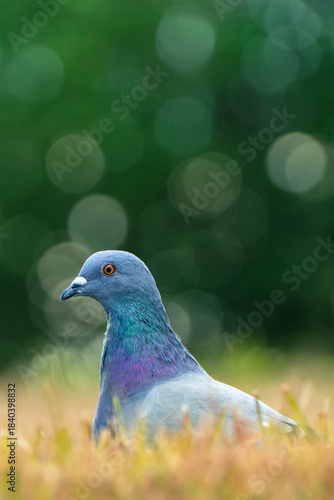 公園にいた鳩
