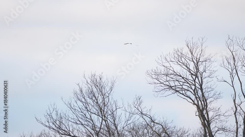 Wallpaper Mural a white heron flies over the trees Torontodigital.ca